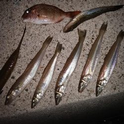 東二見白灯台波止でキス調査