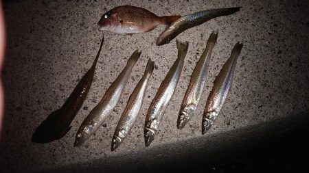 東二見白灯台波止でキス調査