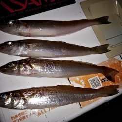 東二見・江井ヶ島釣行