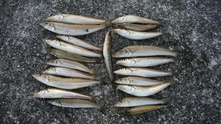 東二見で良型キス爆釣