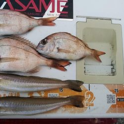 15時から東二見へキス調査