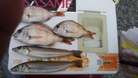 １５時から東二見へキス調査