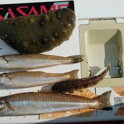 ９時から東二見のキス調査