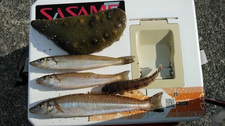 ９時から東二見のキス調査