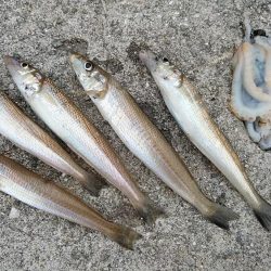 江井ヶ島のキス調査