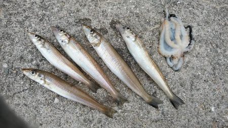 江井ヶ島のキス調査