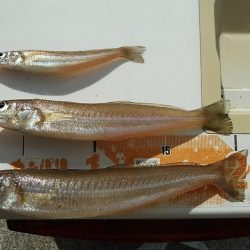 東二見へキス調査