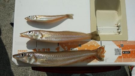 東二見へキス調査