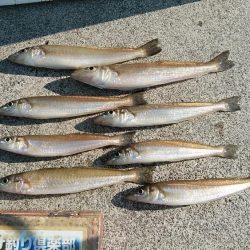 東二見白灯台波止のキス調査