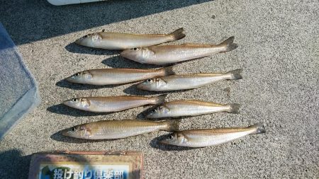 東二見白灯台波止のキス調査