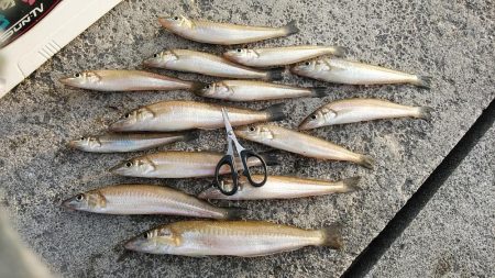 東二見白灯台波止でデカギスが釣れました