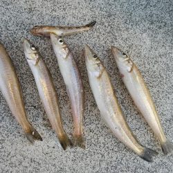 強風の東二見白灯台釣行