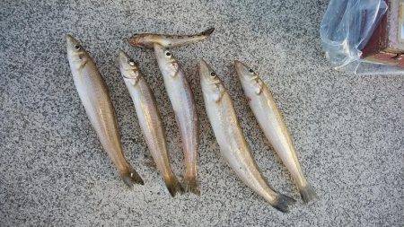 強風の東二見白灯台釣行