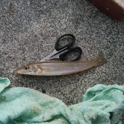 今朝も昼まで東二見のキス調査