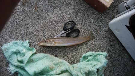 今朝も昼まで東二見のキス調査