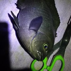 3時間の夜釣り。