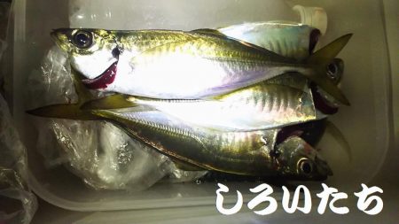 再び、アジつり。