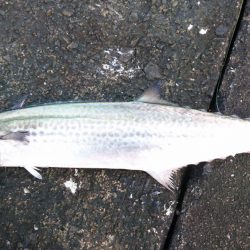 ムコイチショアジギ