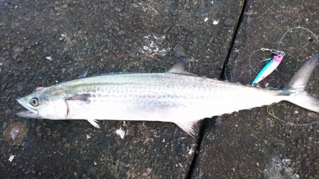 ムコイチショアジギ