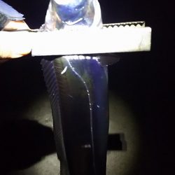 今年最後のタチウオ釣行。