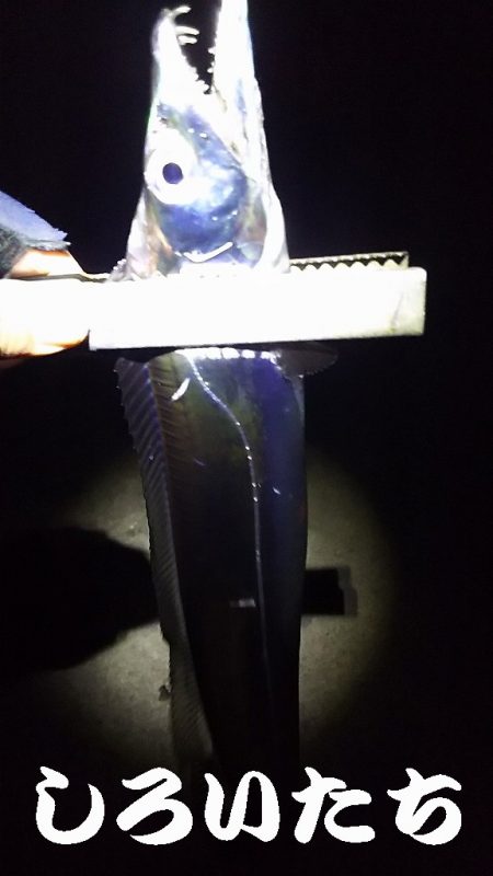 今年最後のタチウオ釣行。