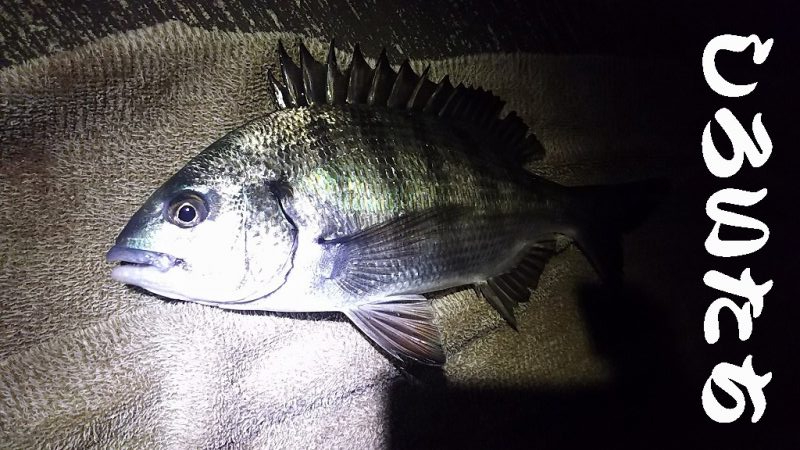 ２０２０最後の釣り。