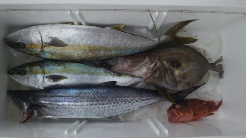 ジギング五目釣り