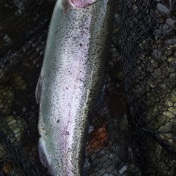 管理渓流釣り場