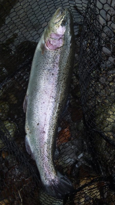 管理渓流釣り場