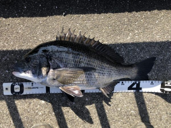 イチノ兄弟、釣果！