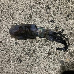 サイズ期待するも。。