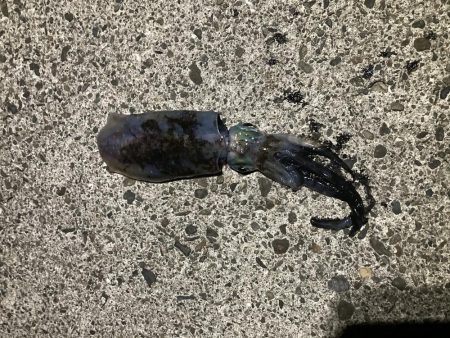 サイズ期待するも。。