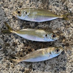 朝まずめアジング