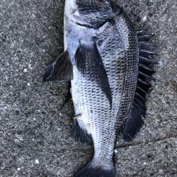 イチノ兄弟、釣果！