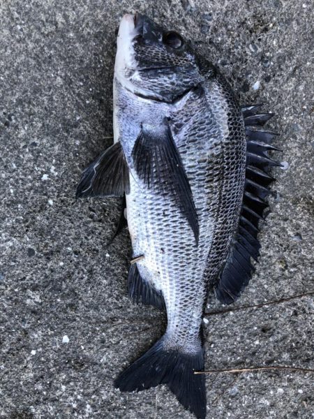 イチノ兄弟、釣果！