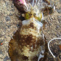 荒れています❗