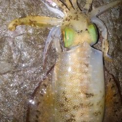 早朝短時間勝負‼️