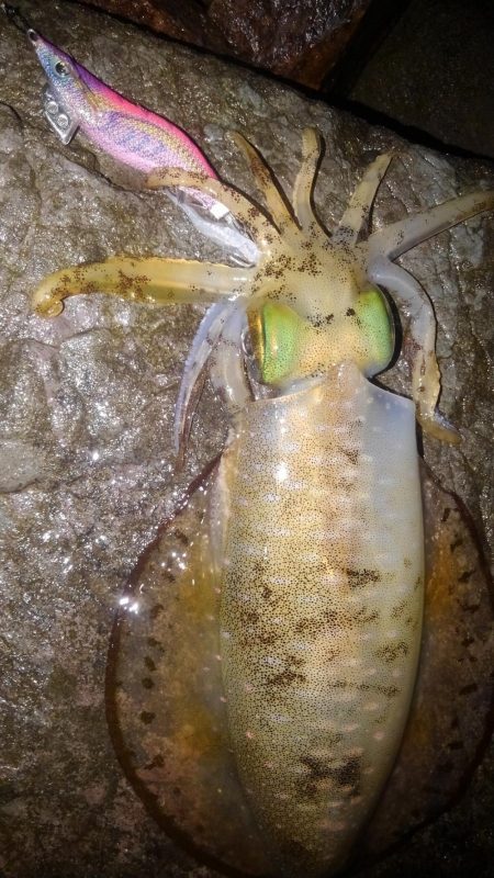 早朝短時間勝負‼࿠…