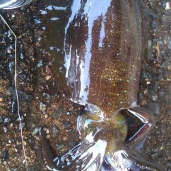 年末最後のあがき❗