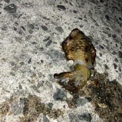 釣り納めヤエン