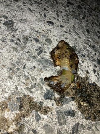 釣り納めヤエン