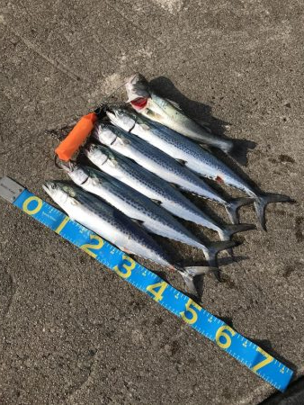 爆釣きたー‼︎