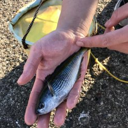 冬の串本港アジ安定