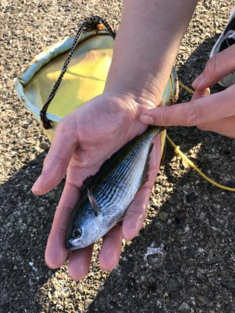 冬の串本港アジ安定