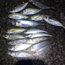 久しぶりのアジング