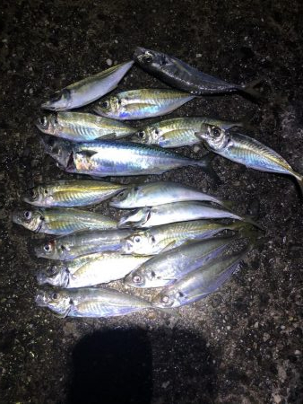 久しぶりのアジング