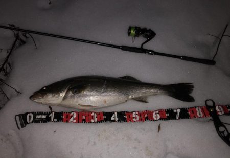 円山川シーバス