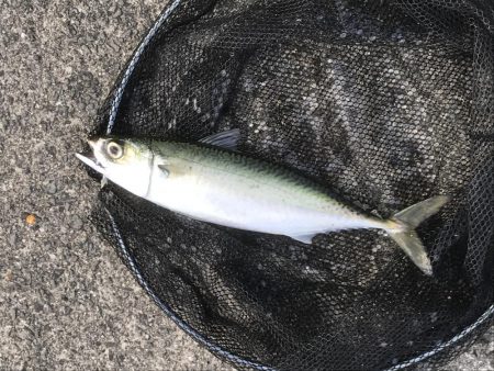 フカセ釣りが…