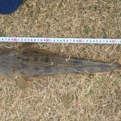 フラットフィッシュゲームNo.5