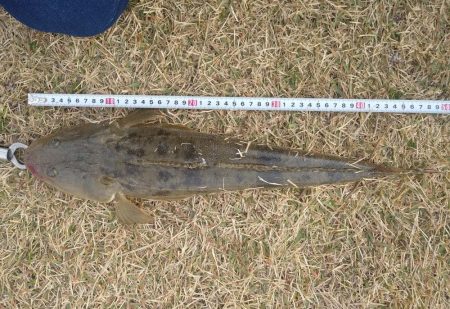 フラットフィッシュゲームNo.5